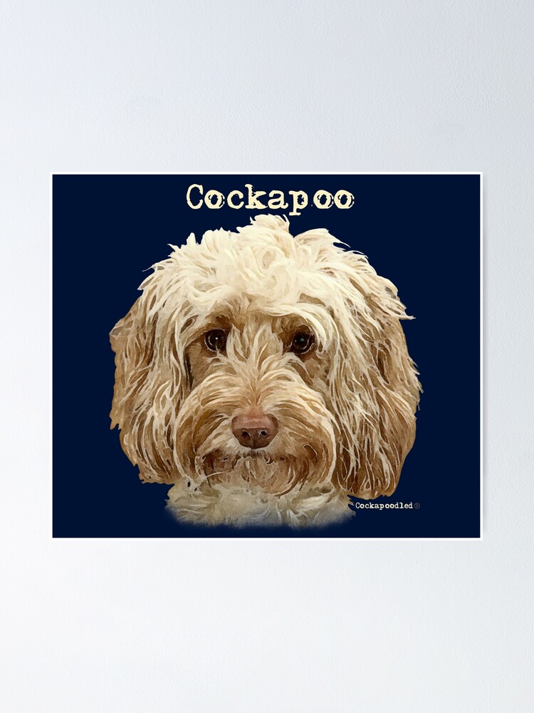 cockapoo prints and posters