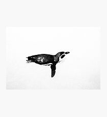 Print - Penguin Photographic Print
