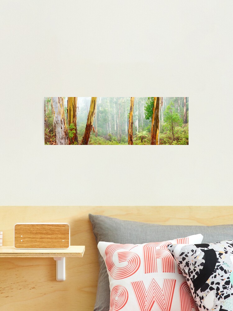 Thumbnail 1 of 3, Photographic Print, Foggy Forest, Otways National Park, Victoria, Australia designed and sold by Chockstone.