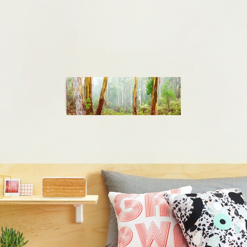 Foggy Forest, Otways National Park, Victoria, Australia Photographic Print
