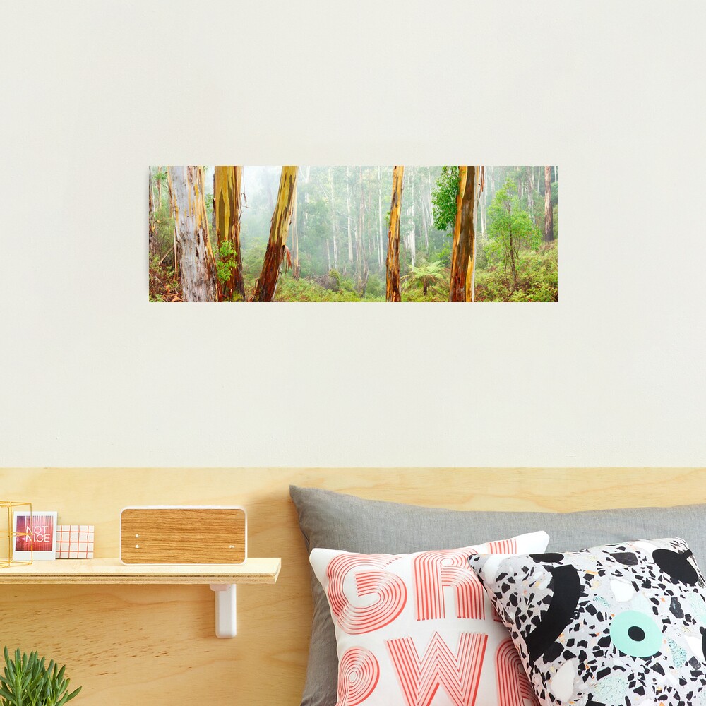 Foggy Forest, Otways National Park, Victoria, Australia Photographic Print