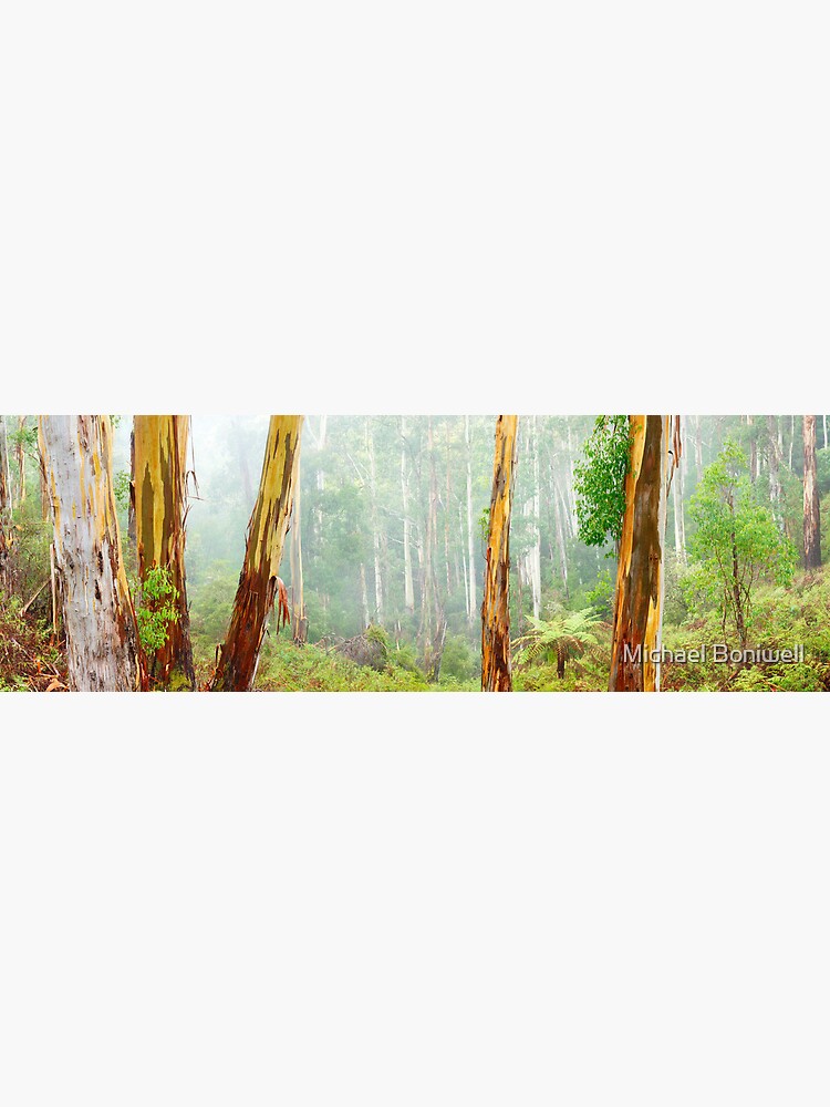 Thumbnail 7 of 7, Framed Art Print, Foggy Forest, Otways National Park, Victoria, Australia designed and sold by Chockstone.