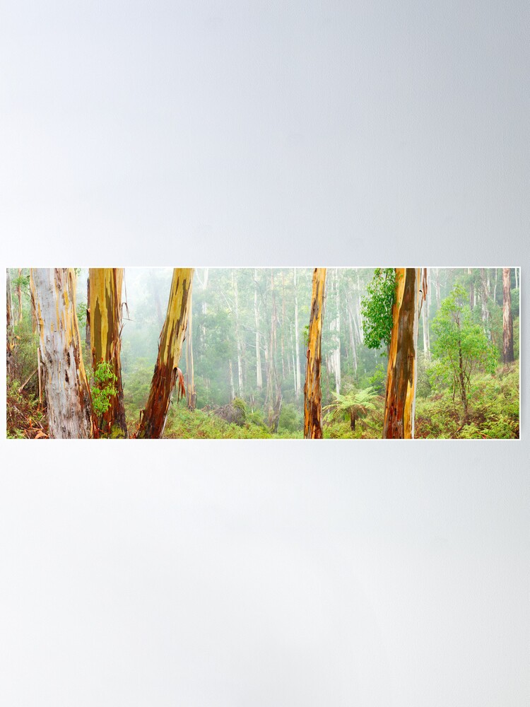Alternate view of Foggy Forest, Otways National Park, Victoria, Australia Poster