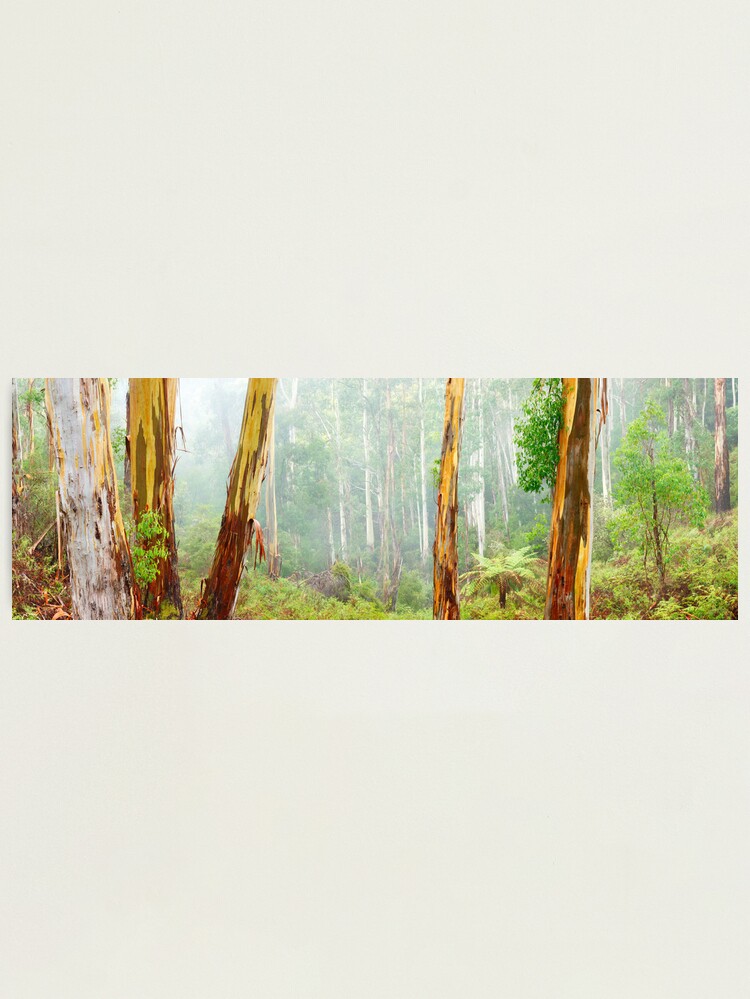 Thumbnail 2 of 3, Photographic Print, Foggy Forest, Otways National Park, Victoria, Australia designed and sold by Chockstone.