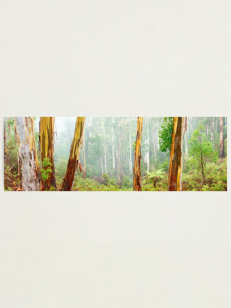 Thumbnail 2 of 3, Photographic Print, Foggy Forest, Otways National Park, Victoria, Australia designed and sold by Chockstone.