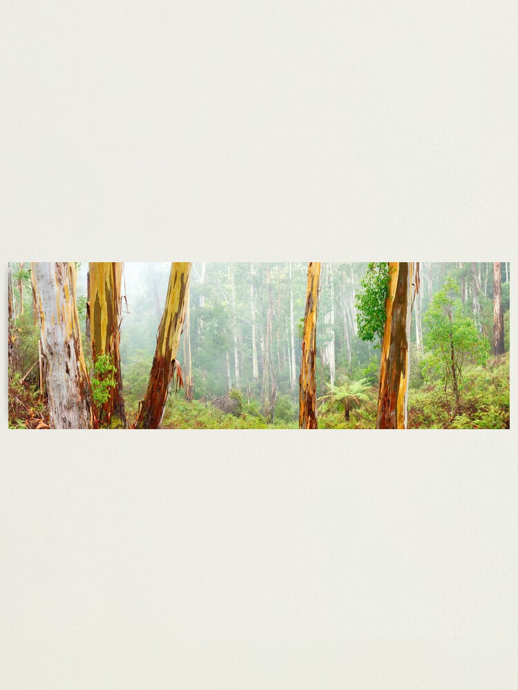 Thumbnail 2 of 3, Photographic Print, Foggy Forest, Otways National Park, Victoria, Australia designed and sold by Chockstone.