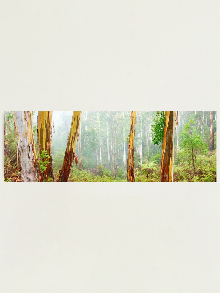 Thumbnail 2 of 3, Photographic Print, Foggy Forest, Otways National Park, Victoria, Australia designed and sold by Chockstone.