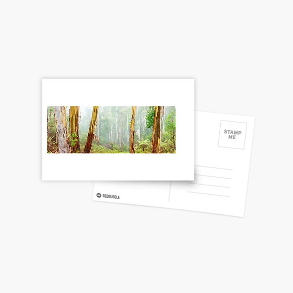 Foggy Forest, Otways National Park, Victoria, Australia Postcard