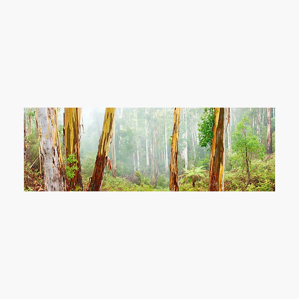 Photographic Print