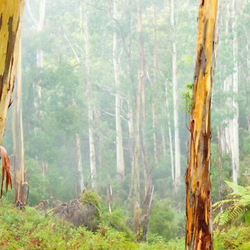 Artwork thumbnail, Foggy Forest, Otways National Park, Victoria, Australia by Michael Boniwell