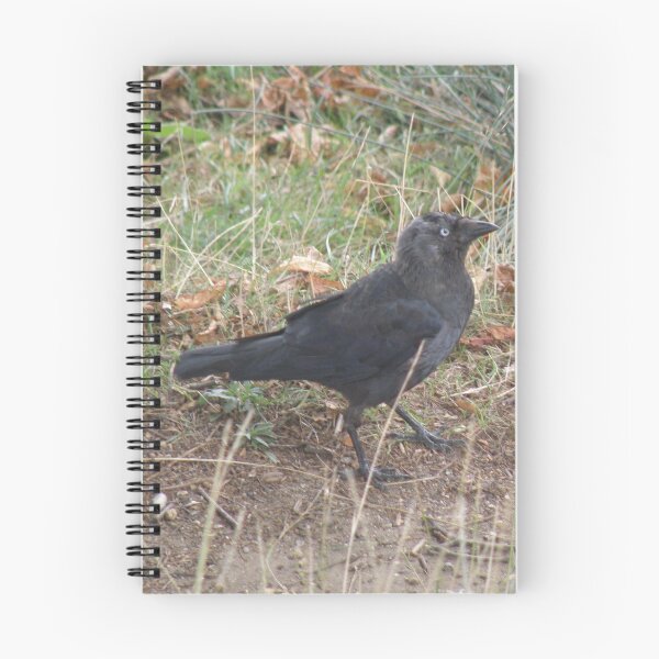 Item preview, Funny Walking Jackdaw Photograph designed and sold by naturegallery.
