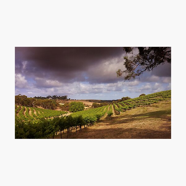 Chapel Hill, Mclaren Vale Photographic Print