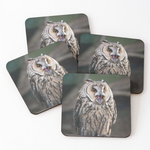 Item preview, Long-eared owl (Asio otus) designed and sold by Steve Liptrot Photography.