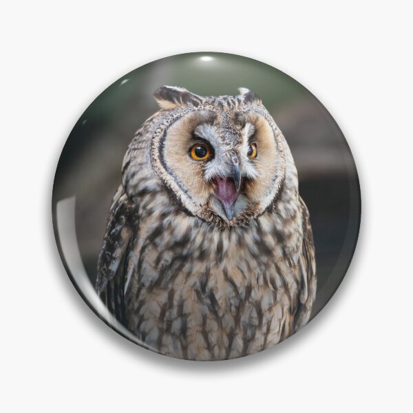 Item preview, Long-eared owl (Asio otus) designed and sold by Steve Liptrot Photography.