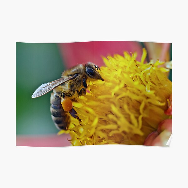 Honey bee nice Poster