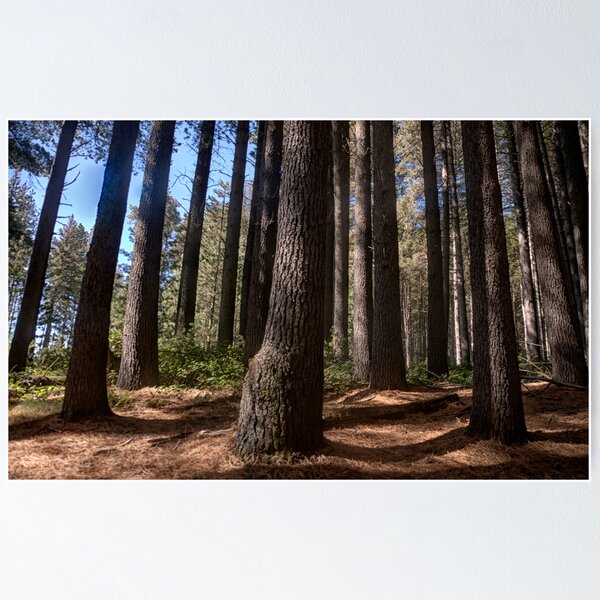 Item preview, Cathedral #2 - Sugar Pine Walk Laurel Hill NSW - The HDR Experience designed and sold by Salieri1627.