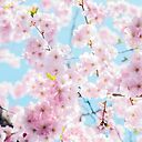 Aesthetic Sakura Cherry Blossom Flower Poster By Funcooldesigns Redbubble