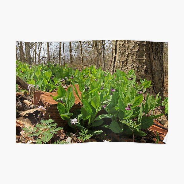 The Magic of Bluebells Poster