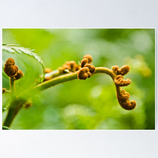 Unfurling  Poster