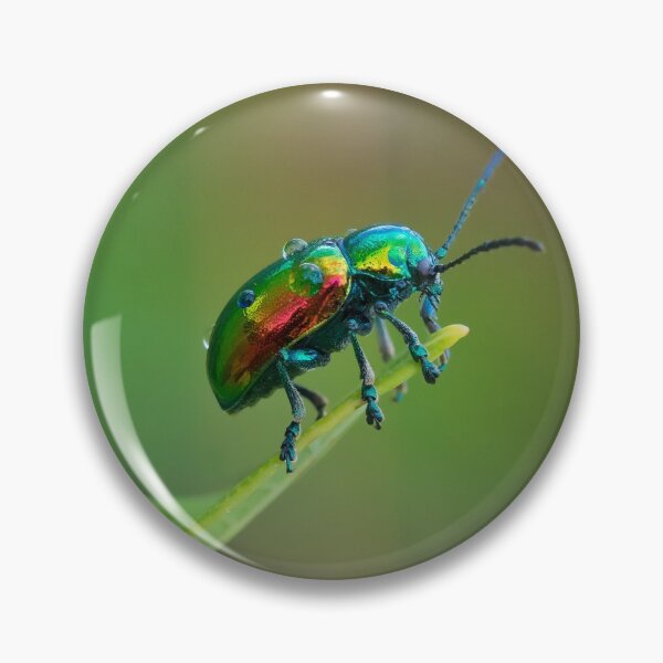 Item preview, After the Rain- Dogbane Leaf Beetle designed and sold by dlamb.