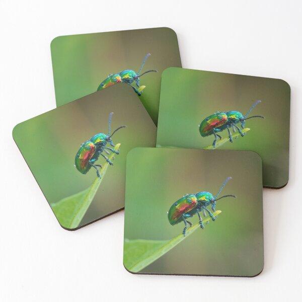 Item preview, After the Rain- Dogbane Leaf Beetle designed and sold by dlamb.