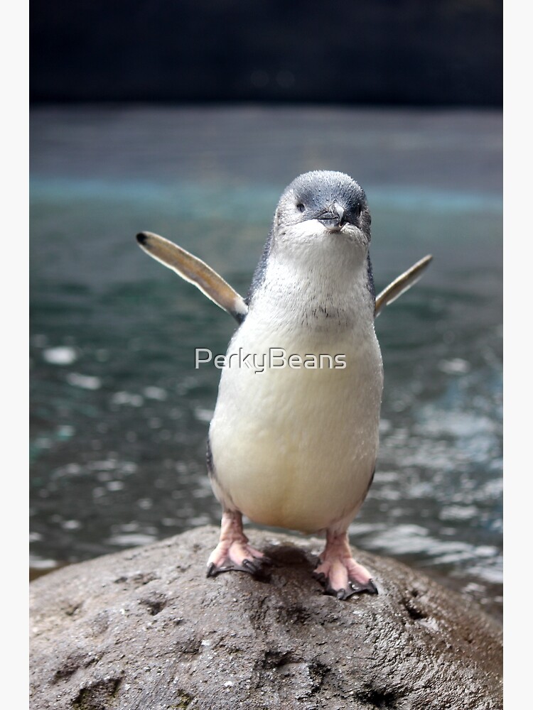 Little Blue Penguin Greeting Card By Perkybeans Redbubble