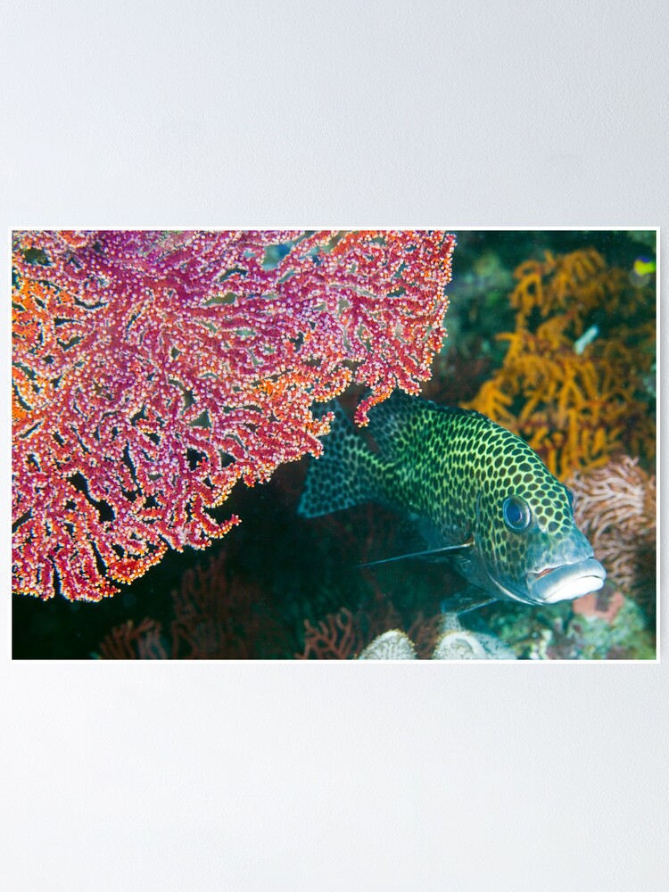 Alternate view of Spot Poster