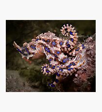 Blue Ringed Octopus Photographic Print