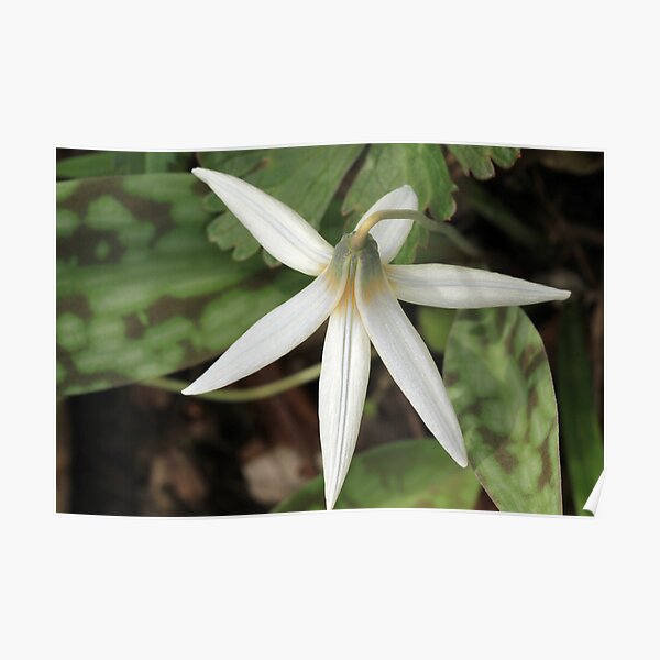 White Trout Lily Poster