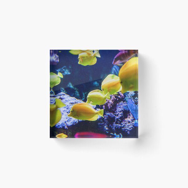 Item preview, Yellow Tangs Image By Rich AMeN Gill designed and sold by RichAMeNGill.