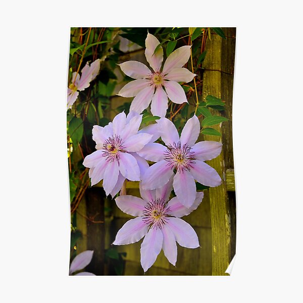 Clematis Beauty Poster