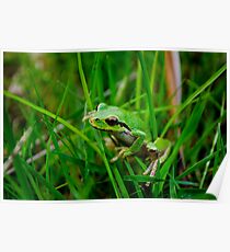 frog! Poster