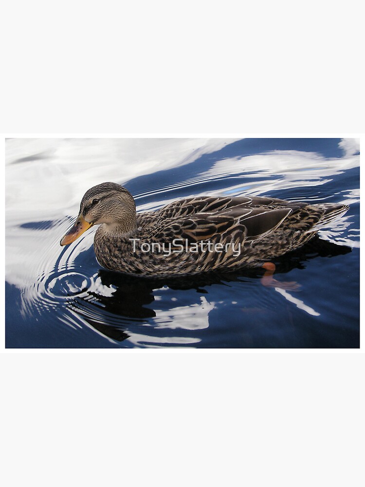 Duck by TonySlattery