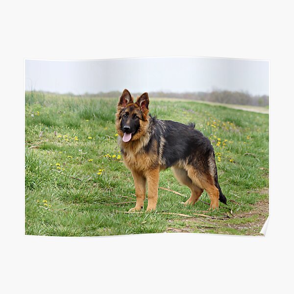 German Shepherd Angel Posters Redbubble