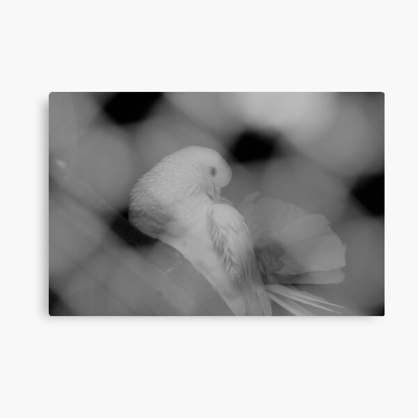 Dove Canvas Print
