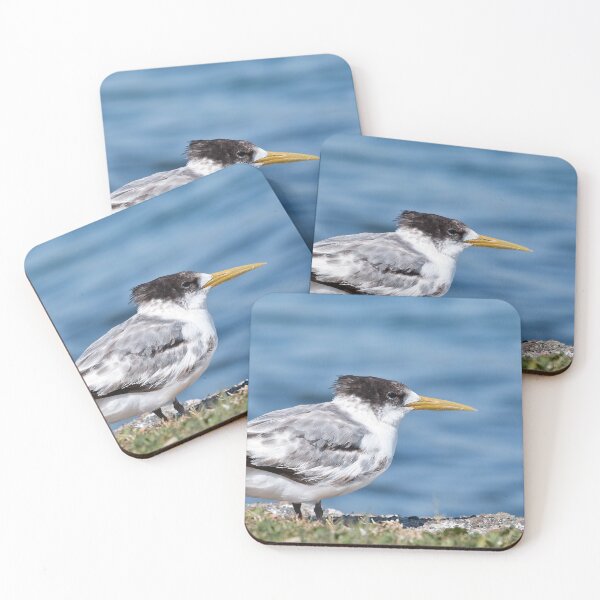 Item preview, Australian Crested Tern 88 designed and sold by kevin Chippindall.