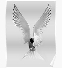 Common Tern Poster