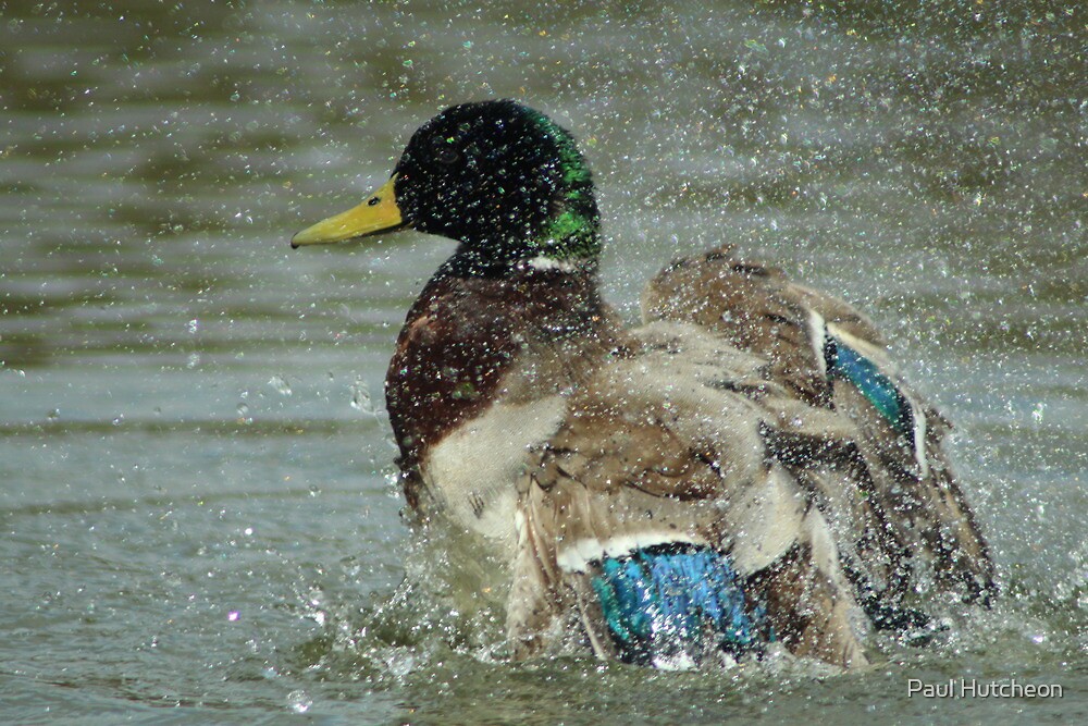 "Washing Duck" by Paul Hutcheon Redbubble