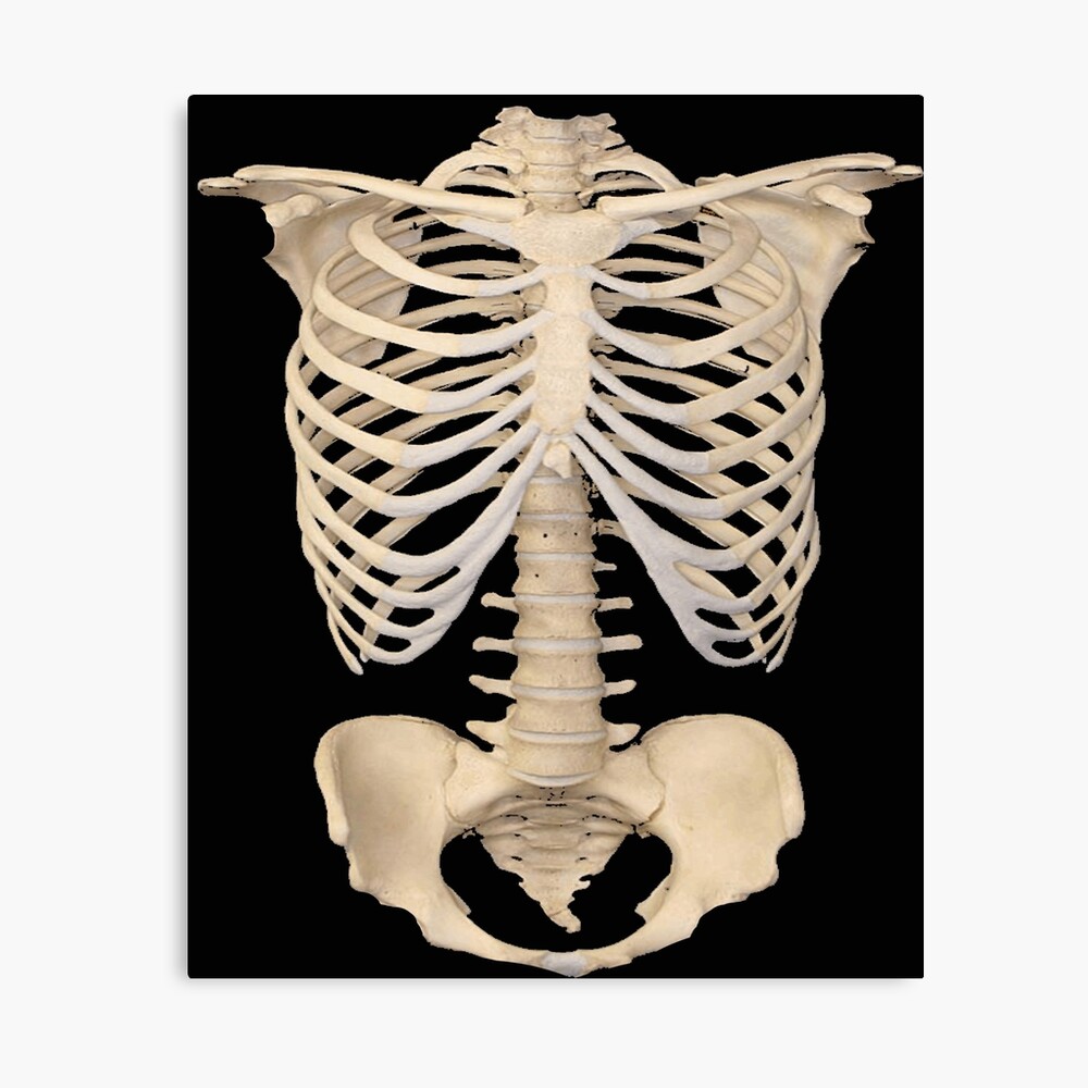 Halloween Skeleton Bones Clothing Including Plus Size Gothic Black Rib Cage Tops 
