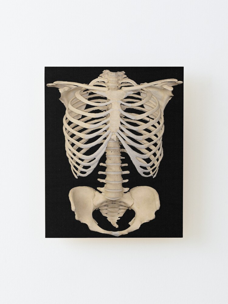 1980s halloween Gothic Anatomy Rib Cage bones human skeleton  Mounted  Print for Sale by lfang77