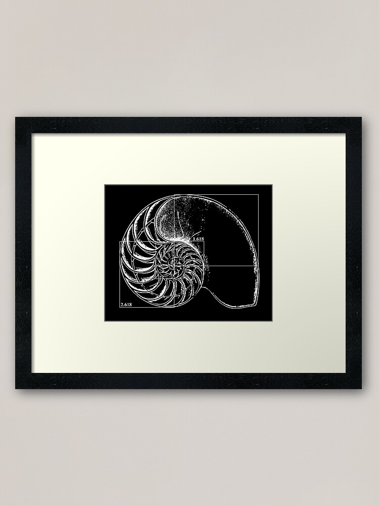 Fibonacci On A Nautilus Shell Framed Art Print By Funmaths Redbubble