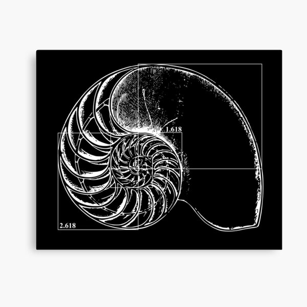 Item preview, Fibonacci on a nautilus shell designed and sold by funmaths.
