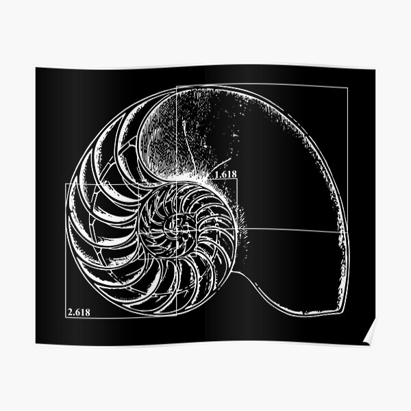 Fibonacci on a nautilus shell Poster