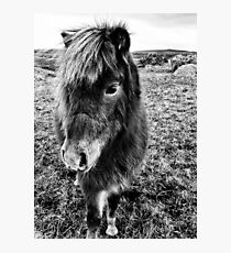 Friendly Companion Photographic Print