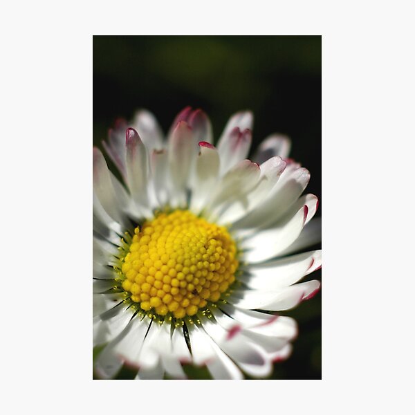 Simply Daisy Photographic Print