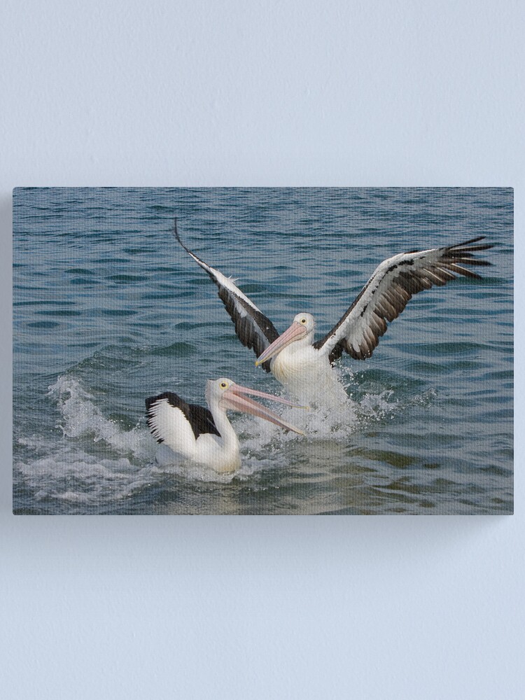 Alternate view of Pelicans Canvas Print