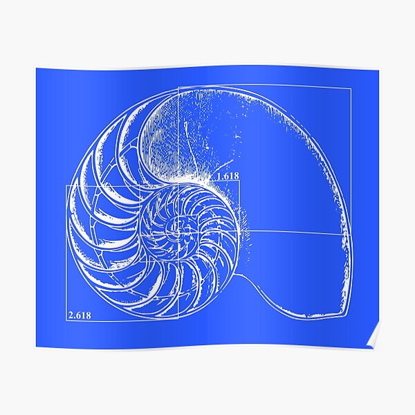 Fibonacci on a nautilus shell (blue) Poster