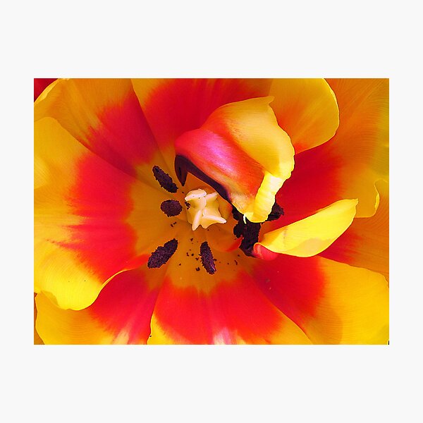 Tulip Photographic Print