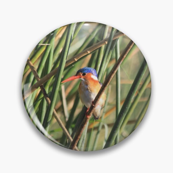 Item preview, Bismarck kingfisher in the reeds designed and sold by EstelleRossetti.