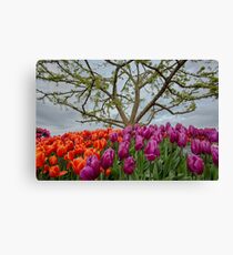 2013 Skagit Valley Tulip Festival Canvas Print